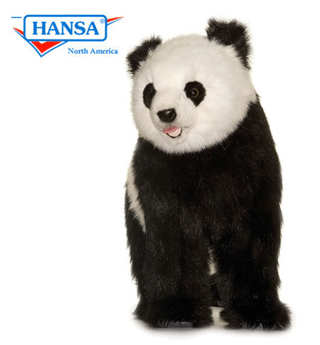 Panda Cub,  Walking on All 4's (4543)