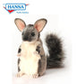 Chinchilla (5978)
